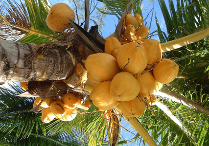 2005_Coconut 2005_Coconut