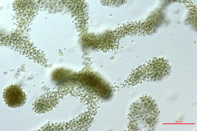 Cyanotoxin Removal from Drinking Water