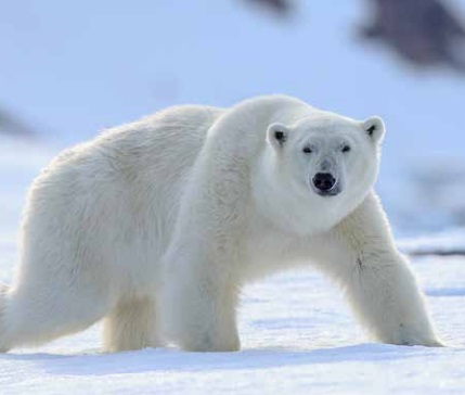 poler bear