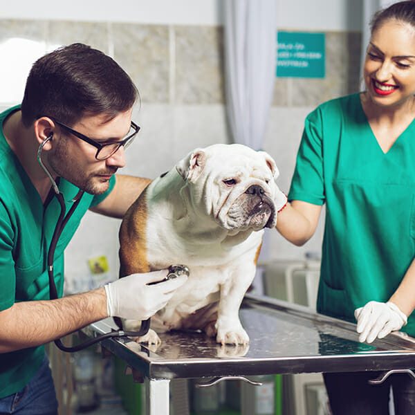 Activated Carbon For The Veterinary Industry